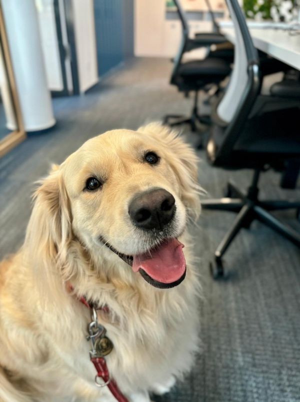 Kenai, a golden retriever, sitting in an office and looking up at the camera with his tongue out
